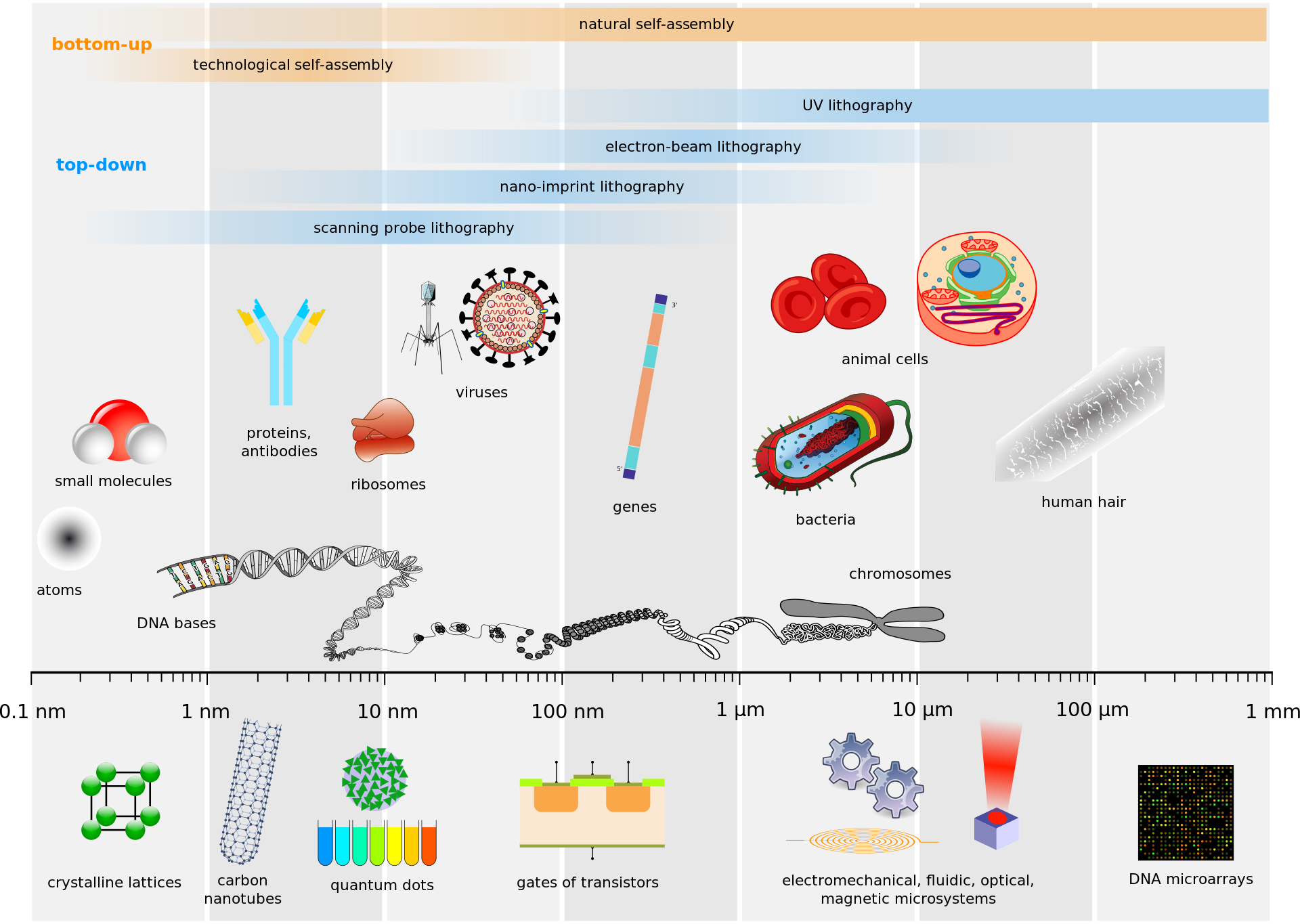 Biological_and_technological_scales_compared-en.svg.png