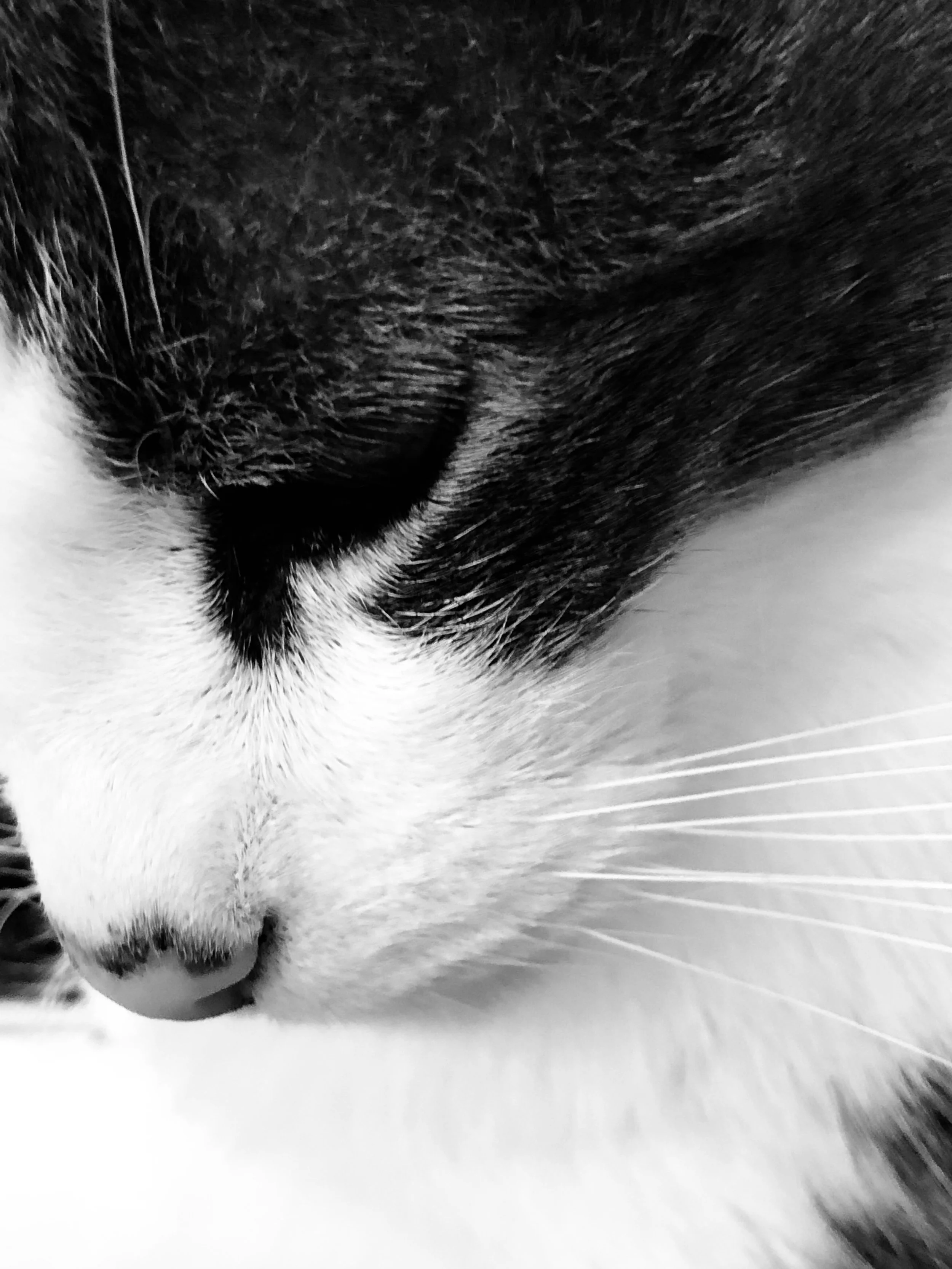 Dr. Picasso's Passpurr