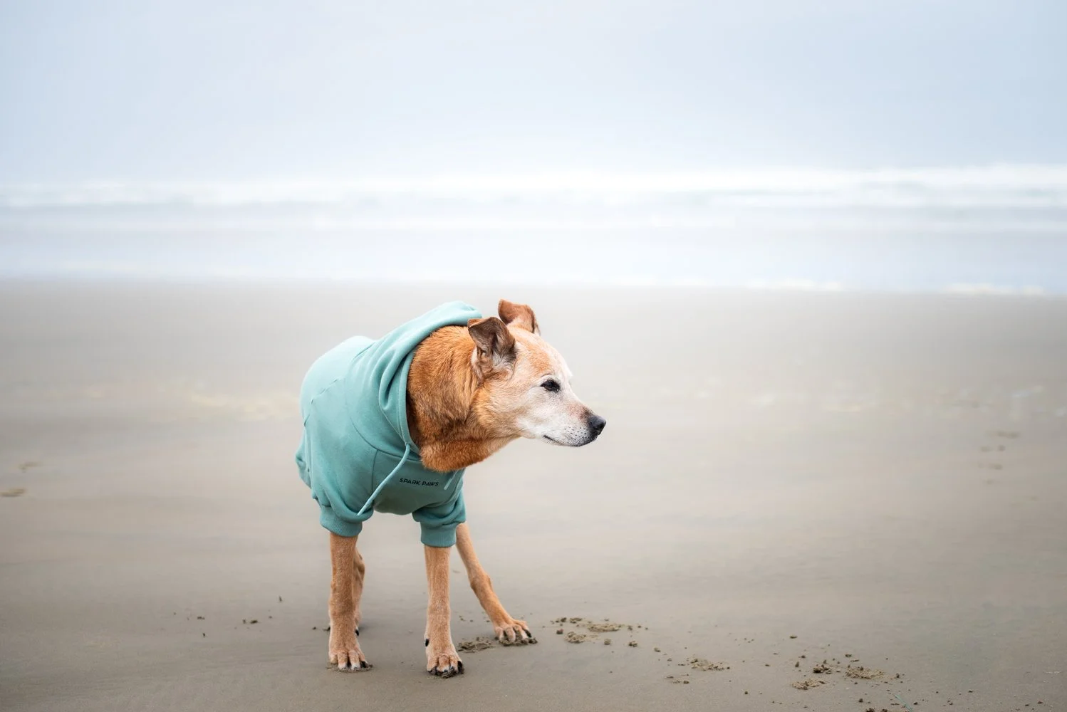 Trigger - Nye Beach 2026-10.jpg