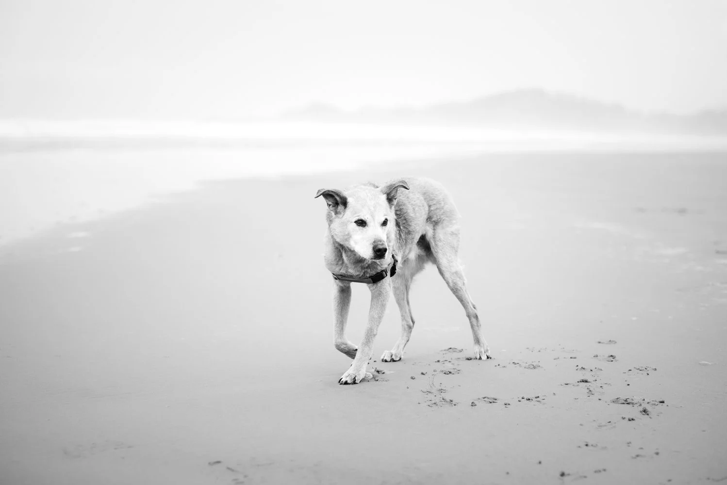 Trigger - Nye Beach 2026-16-2.jpg