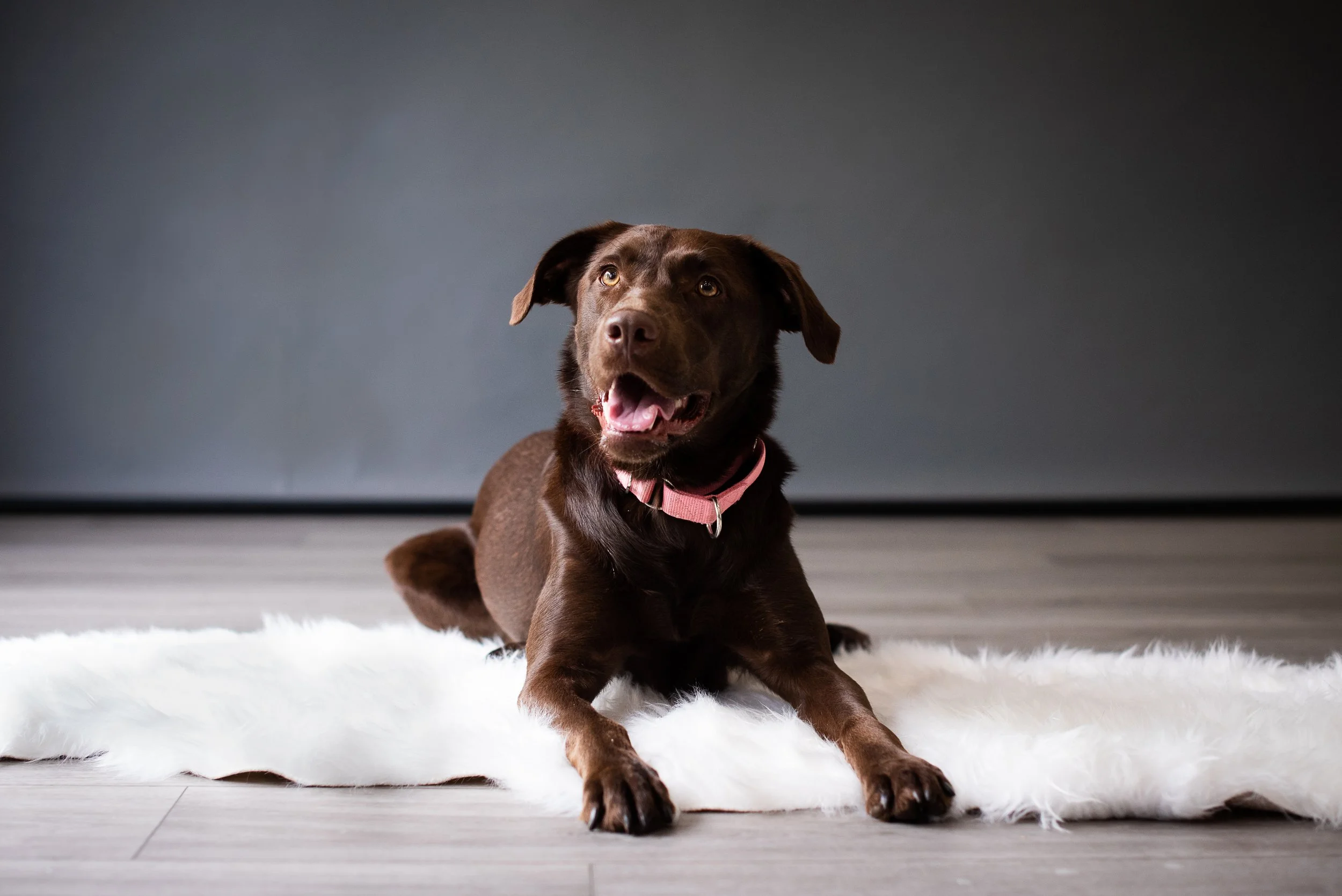 chocolate lab mix with pink collar laying on white fleece rug