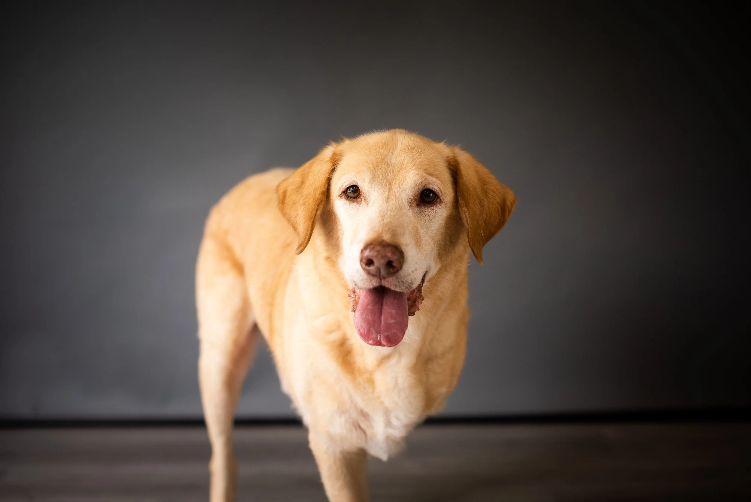 Yellow Lab mix photographed in a natural light portrait