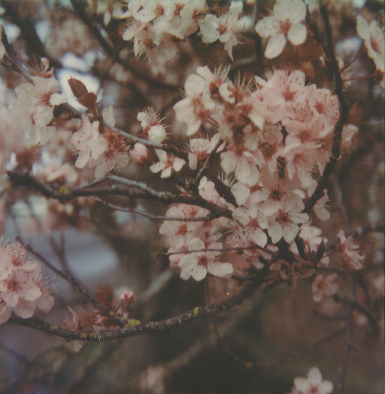  Cherry blossoms Polaroid SLR680 
