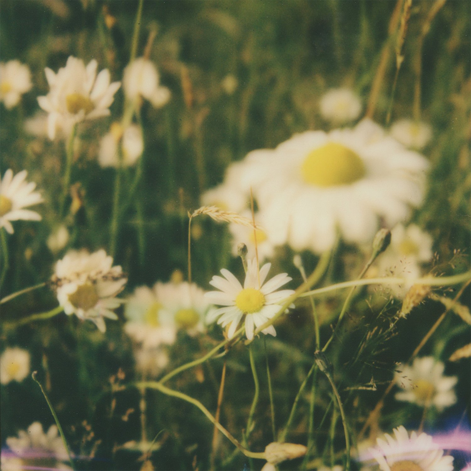  Wildflowers Polaroid SX-70 
