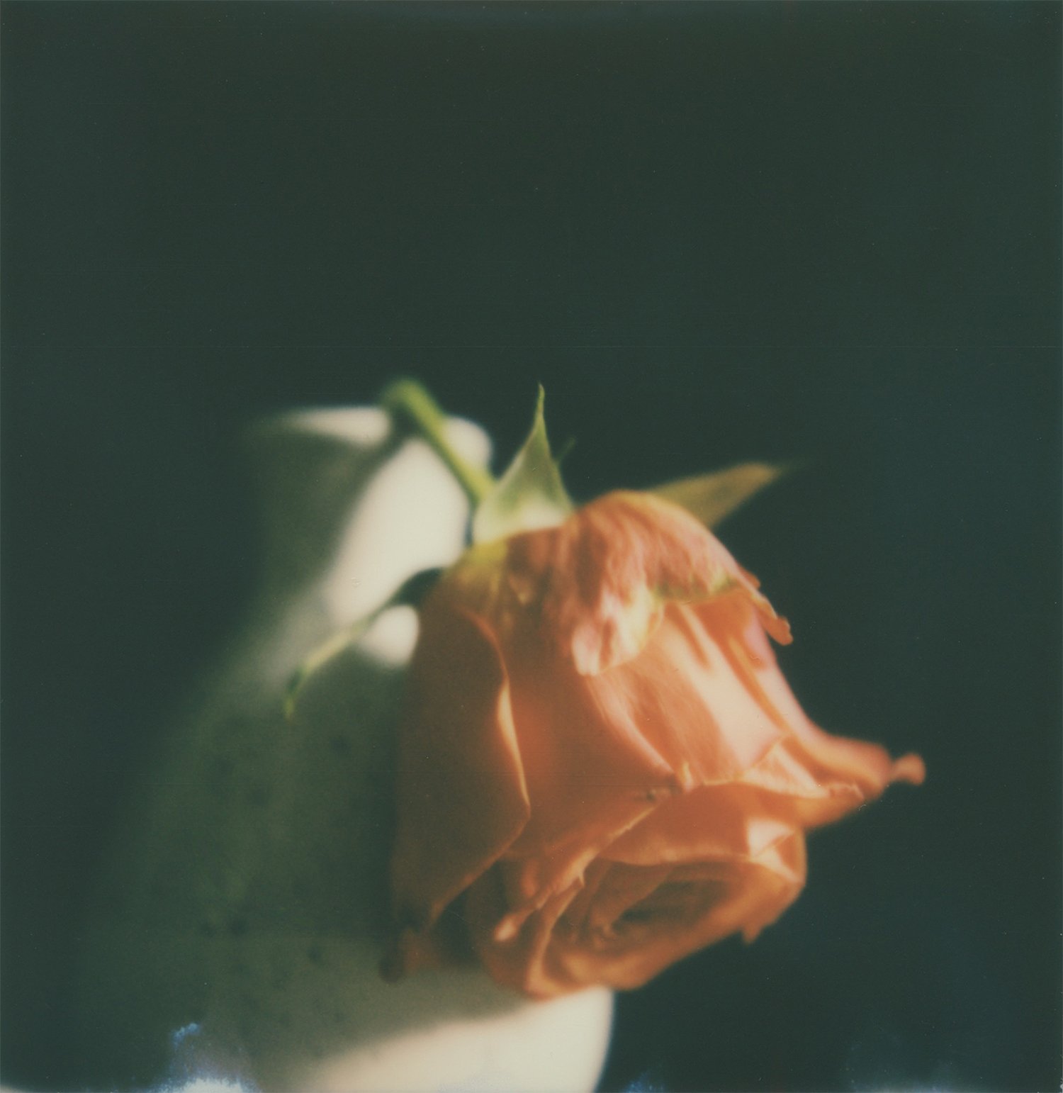  Rose Polaroid SX-70 