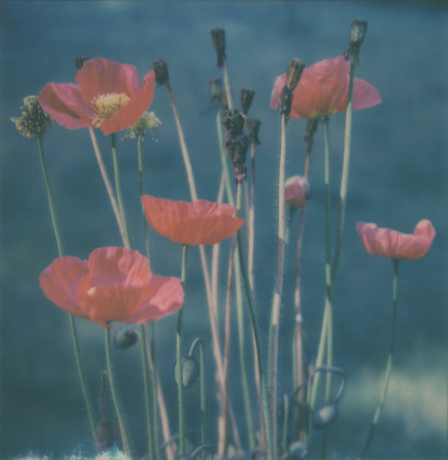 Poppies Polaroid SX-70 