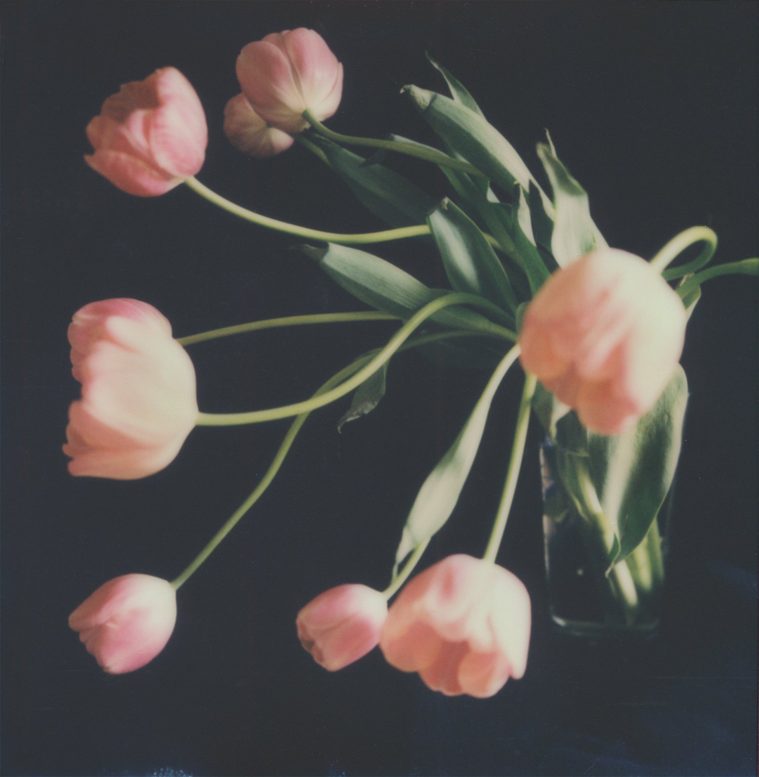  Tulips Polaroid SX-70 