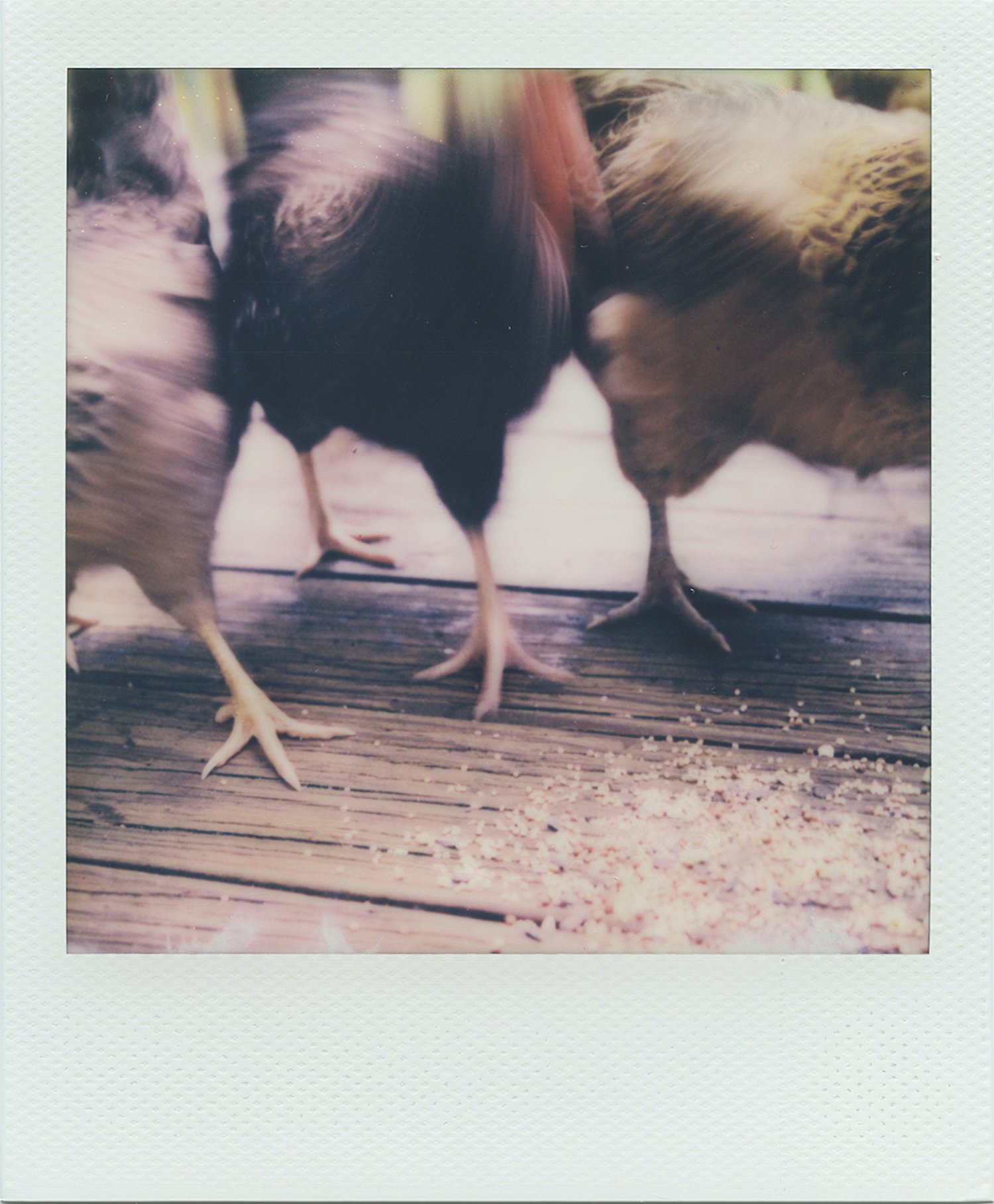 animal_chickens.jpg