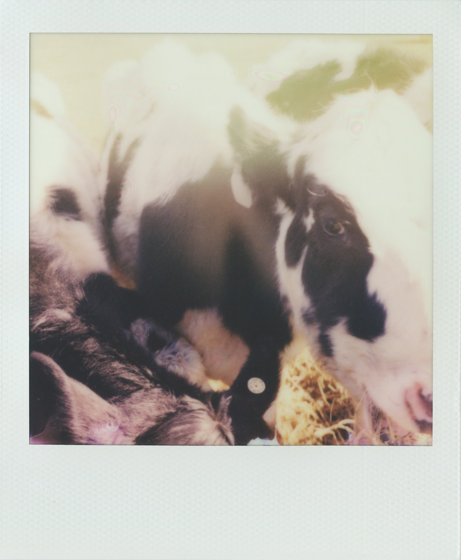 animal_cow.jpg