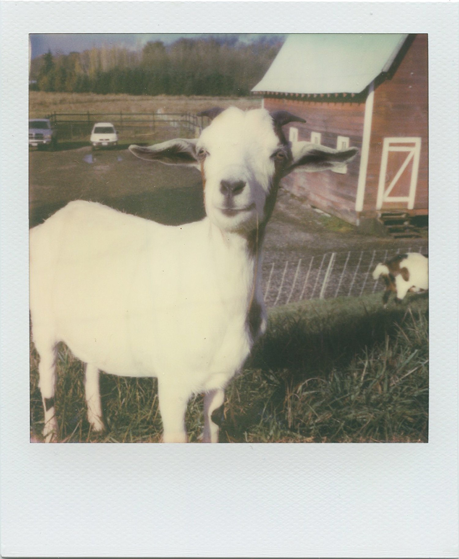 animal_goat.jpg