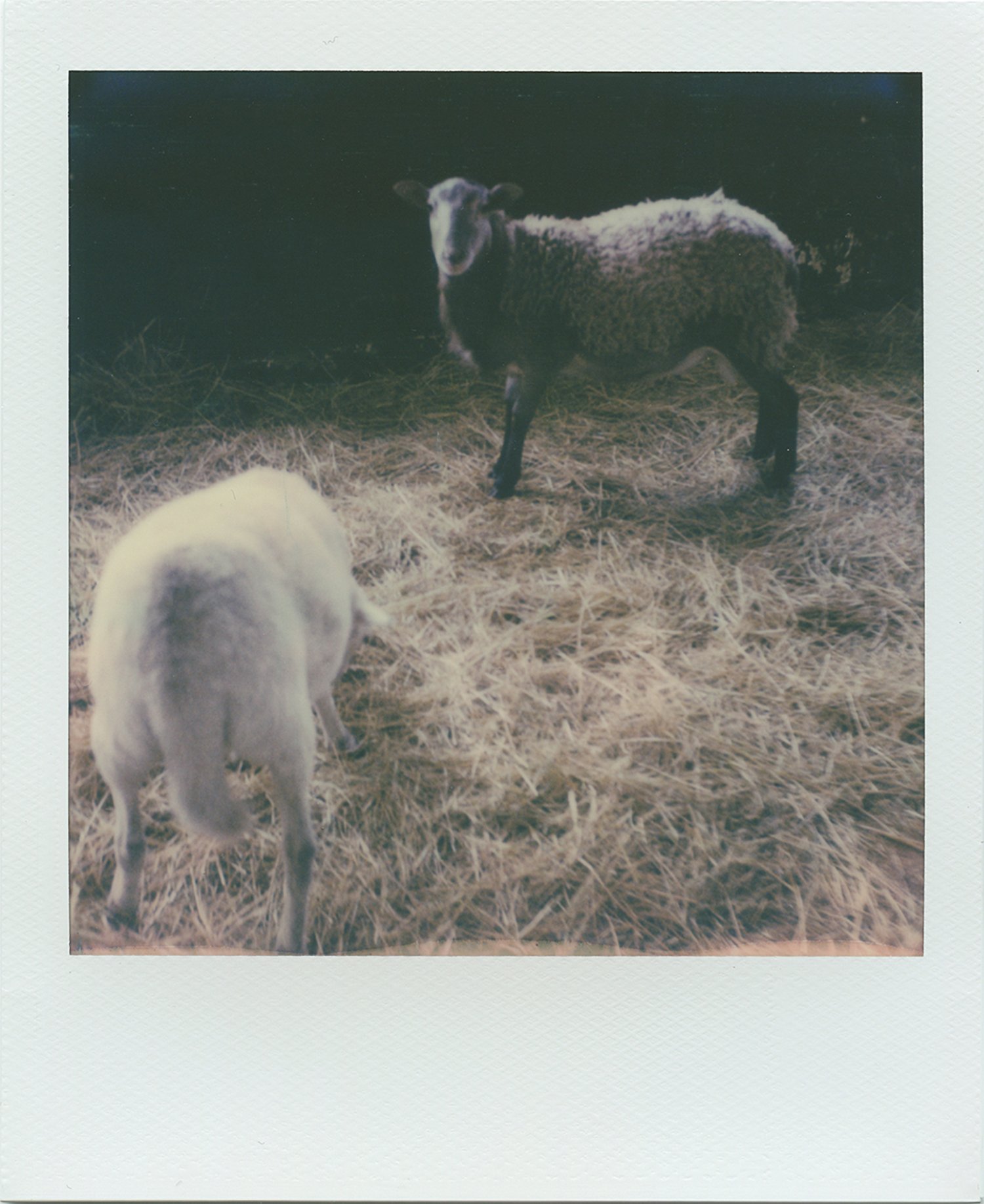 animal_sheep.jpg