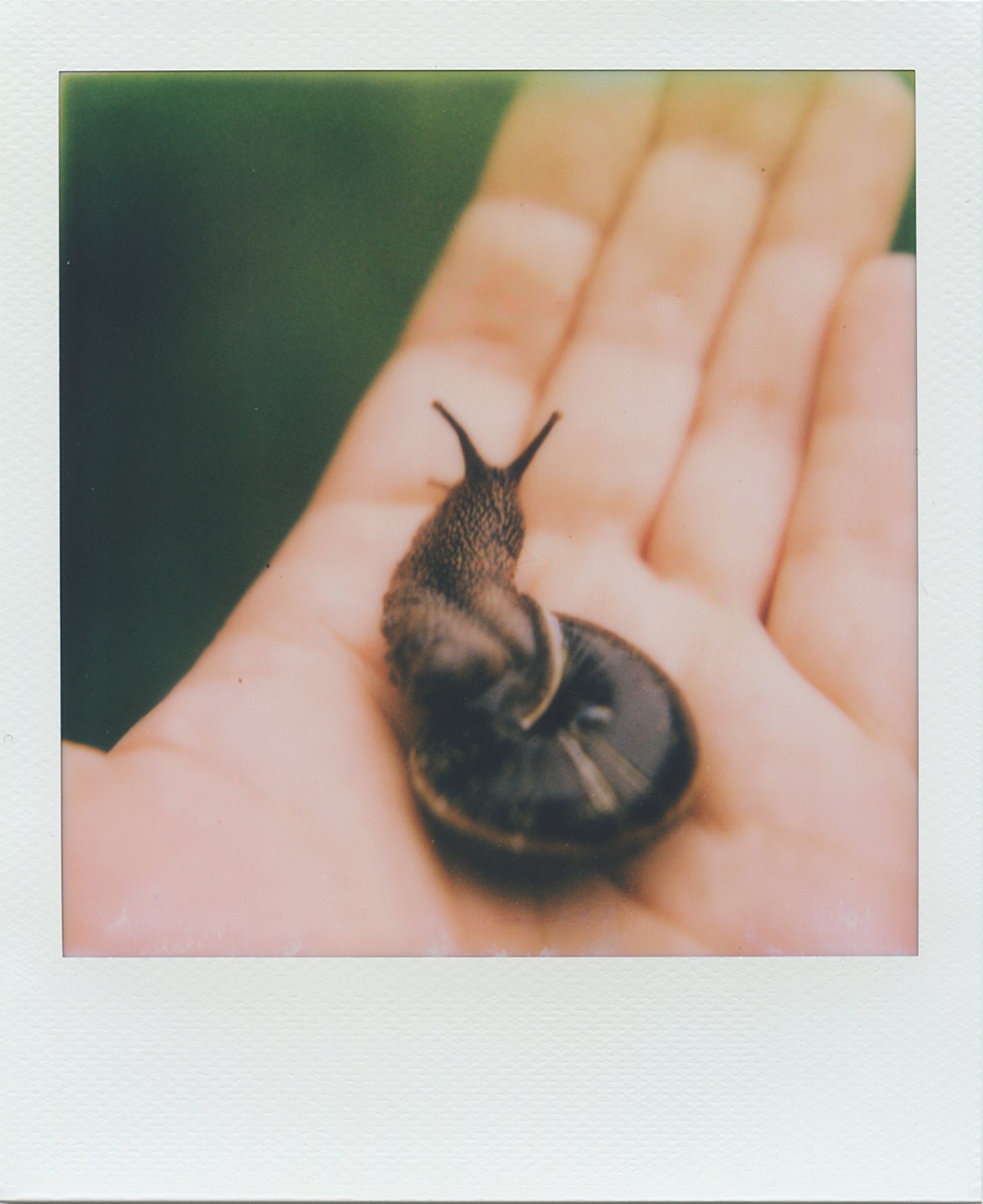 animal_snail.jpg