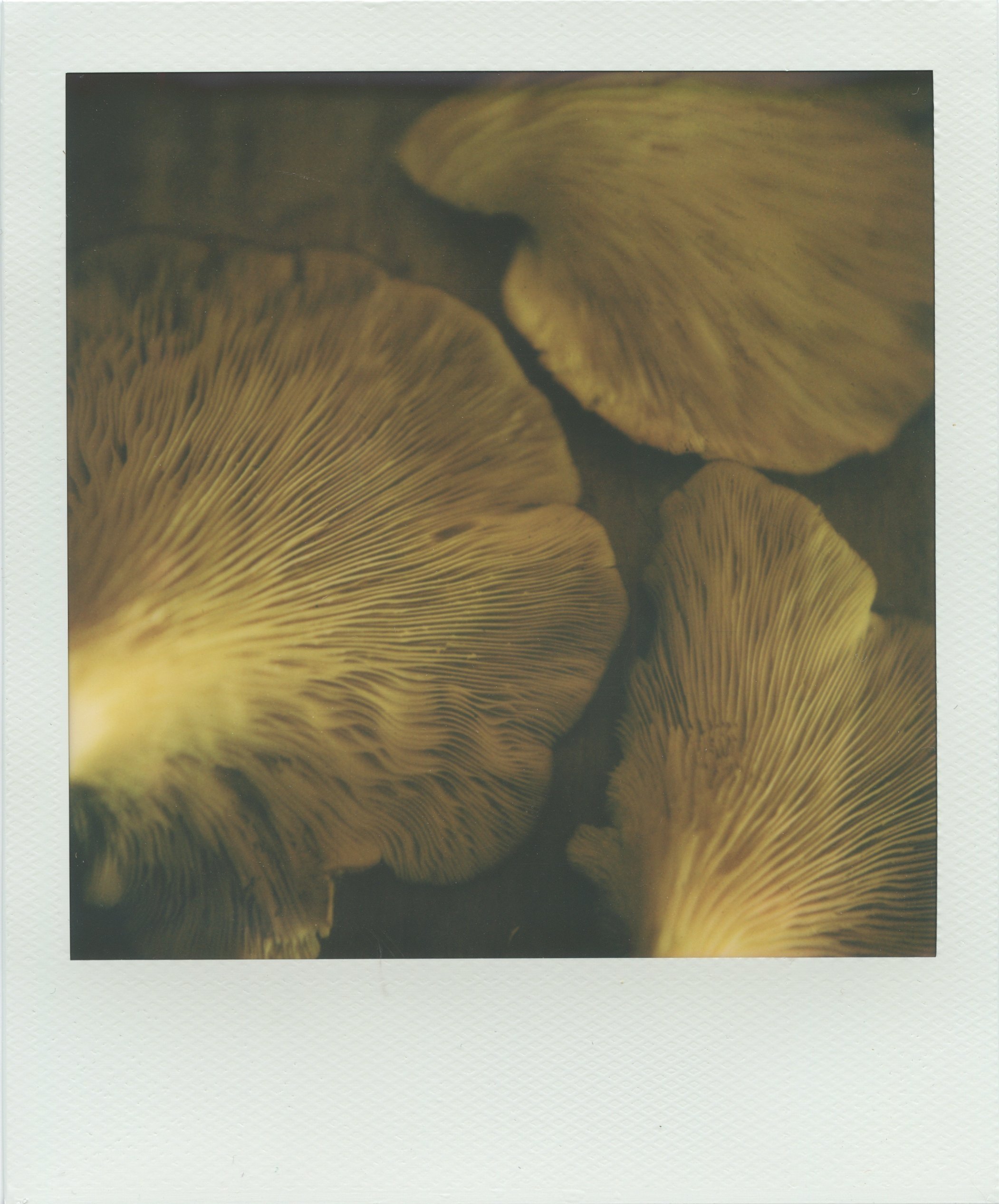 mushroomos+copy.jpg