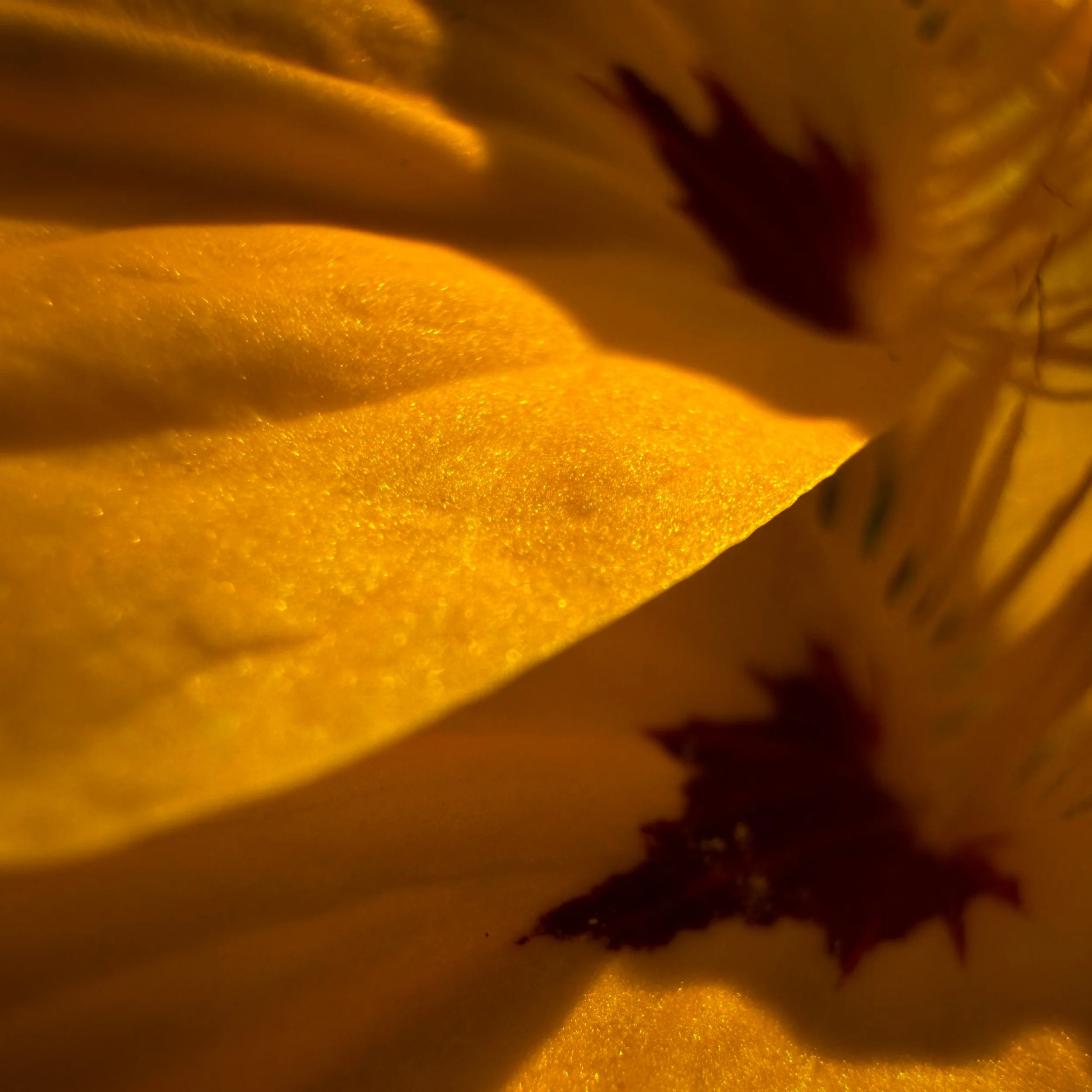 IMG_5090.jpg