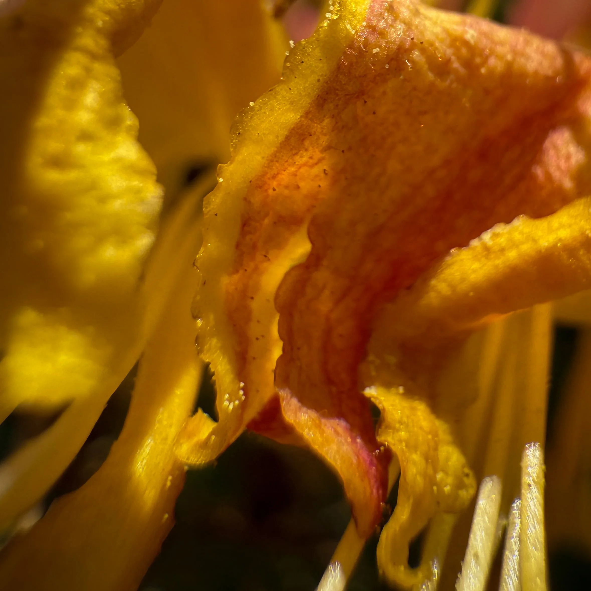 IMG_5019.jpg