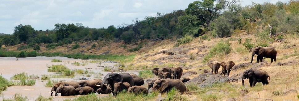 KNP - 2008-03 - elephant Andre Ganswindt.jpg