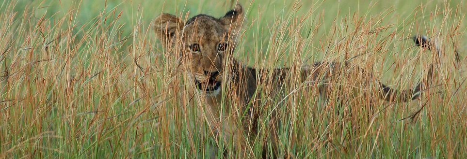 KNP - 2008-03 - Lioncub Ganswindt.jpg