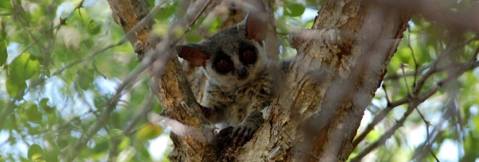 Timbavati - 2006-12 - Bushbaby Ganswindt.jpg