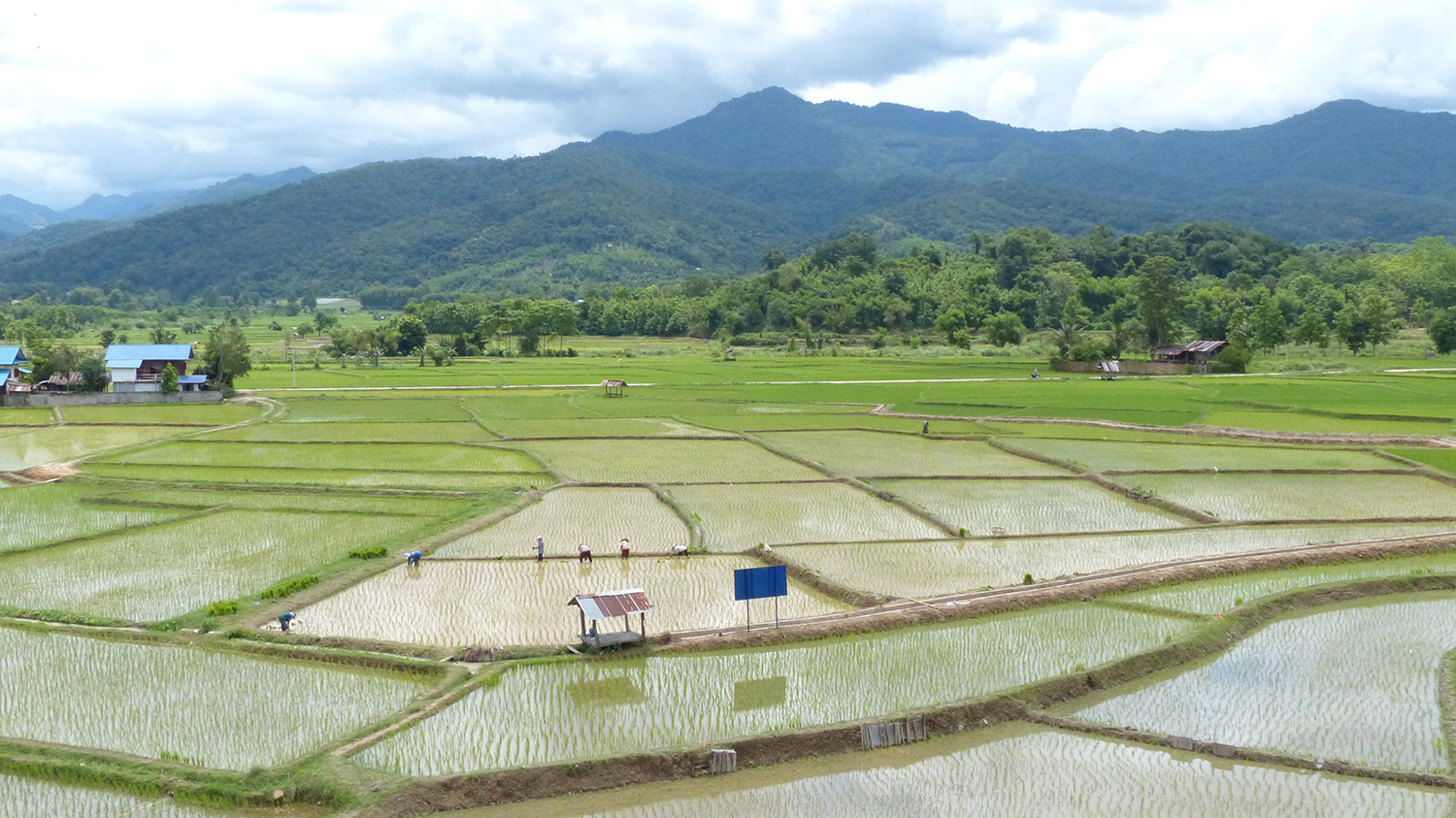 Rice Field.png