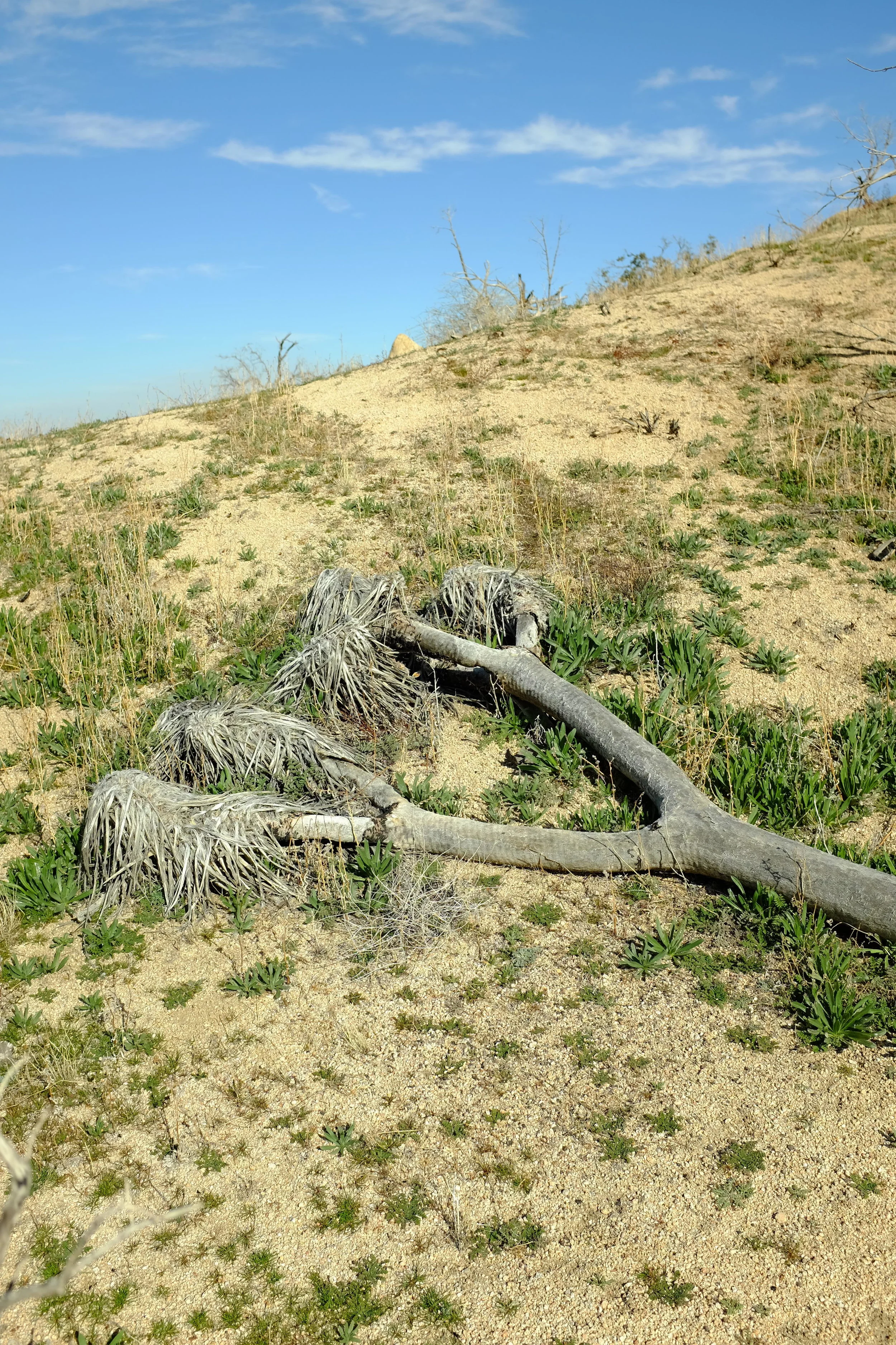 DSCF2490.JPG
