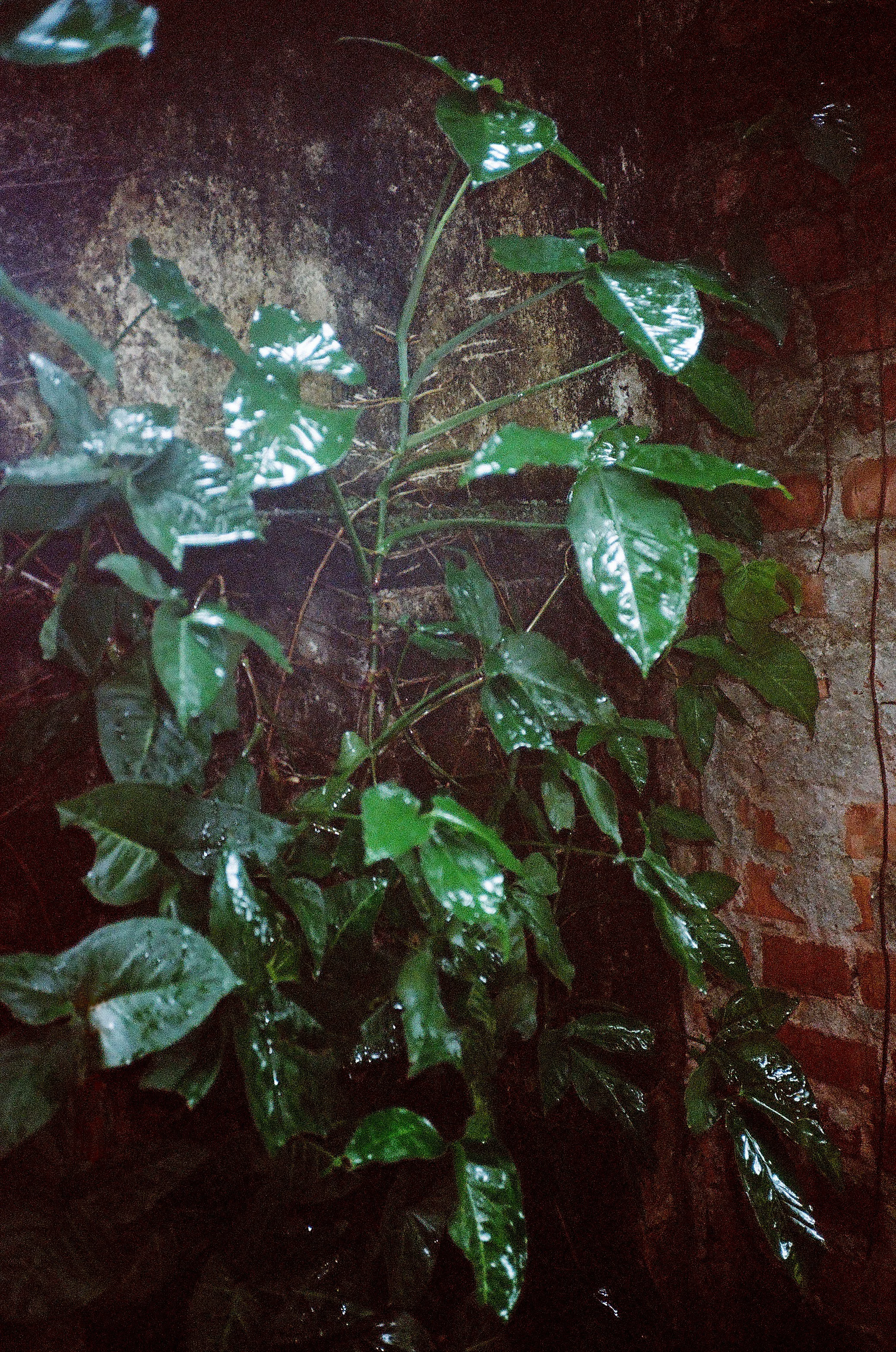 vinestudy copy.jpg