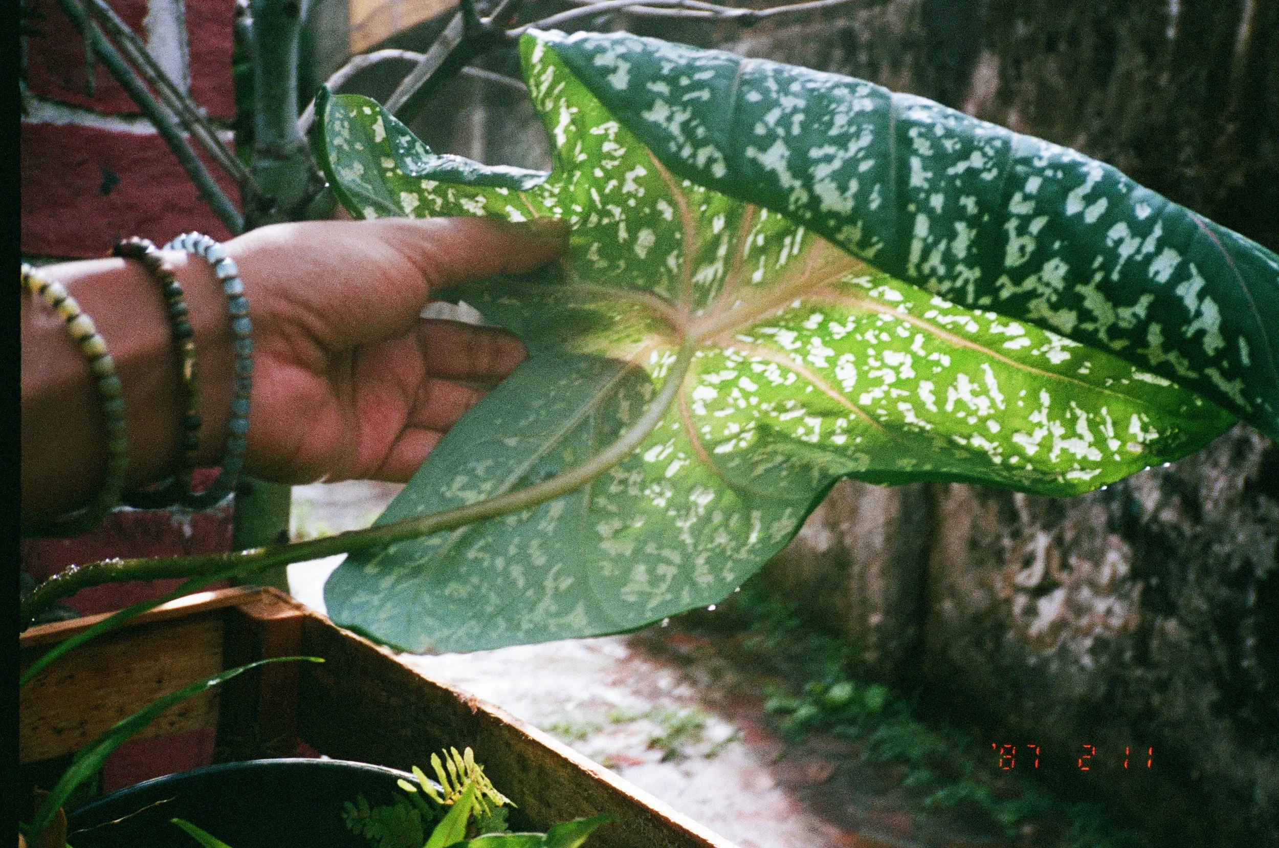 leafletter copy.jpg
