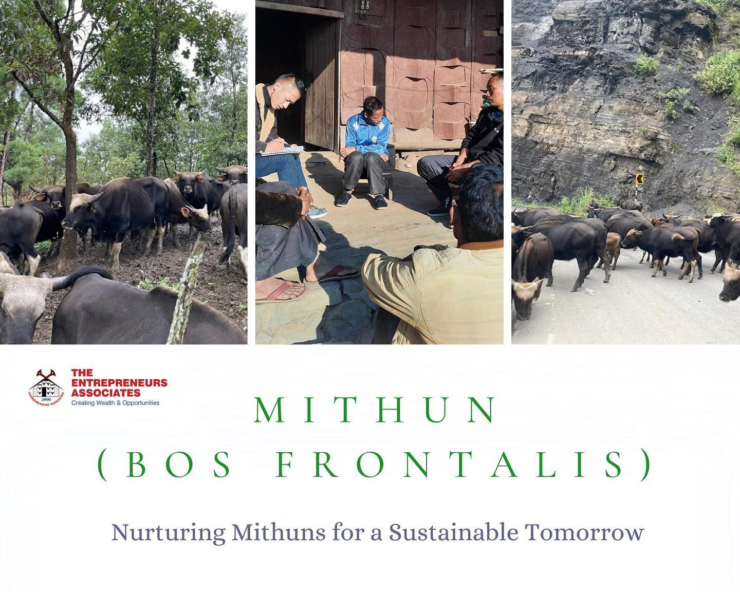 The &ldquo;Mithun Project,&rdquo; initiated through an MoU in 2012 between tEA and Porba Village in Phek District, has shown significant positive impacts. 

In 11 years, the number of mithun-rearing farmers increased from 10 to 31, with over 190 mith