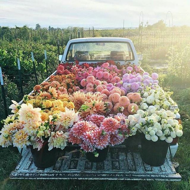 Blooming beautiful @flowersatthefarm 👌🌻
.
.
.
.
.
.
.
.
.
.
.
.
.
#byronbay#byron#byronaccommodation#byronbayaccommodation#gosamara#byronbayapartments#byronfamilyholiday#byronattractions#byronlife#byronthingstodo#byroncafe#byronrestaurant#byronshop