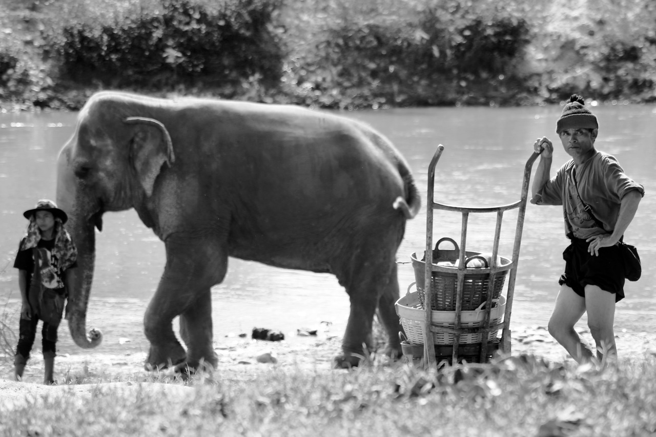 Elephant Nature Park, Chiang Mai