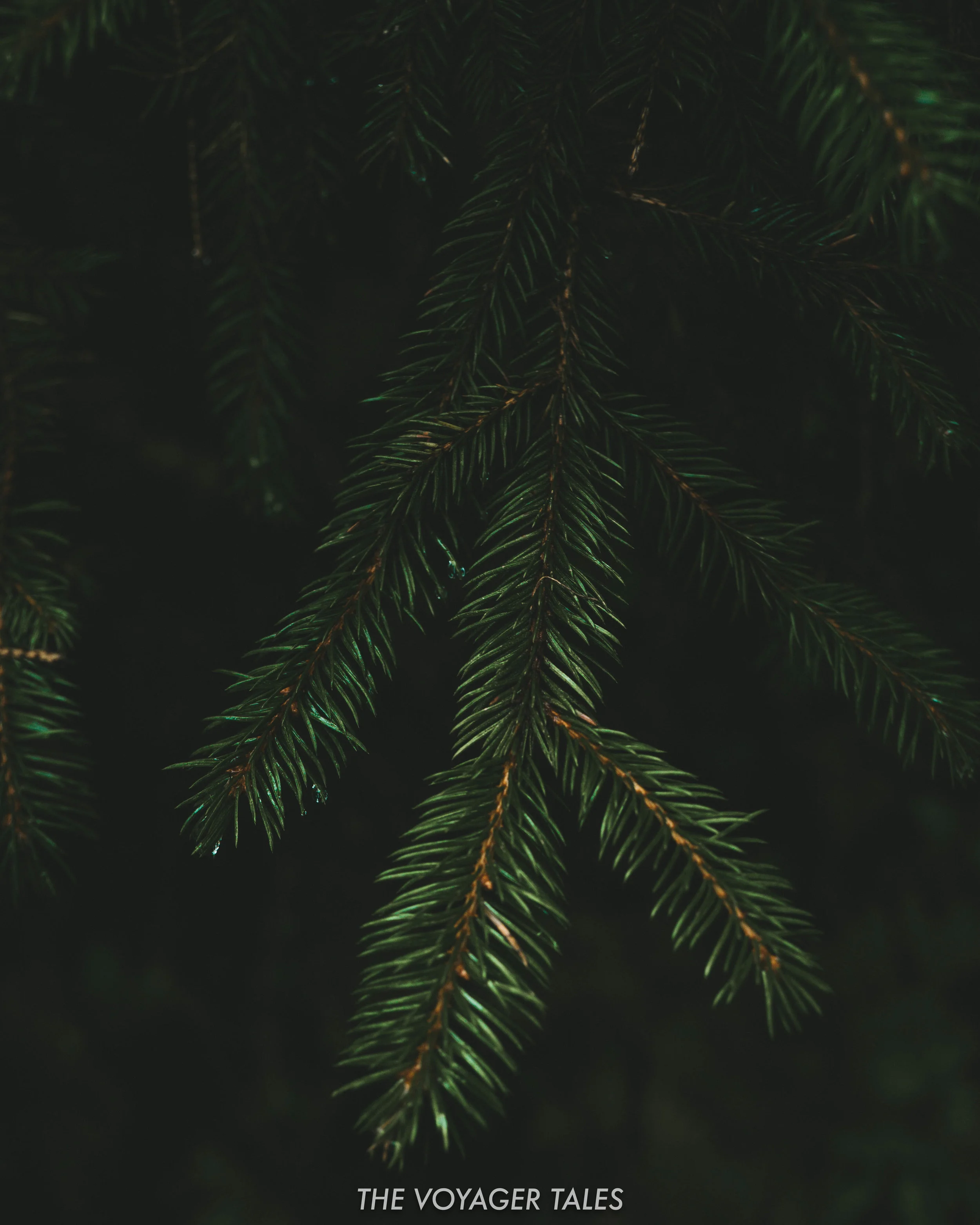 Spruce pine needles near Lago di Carezza