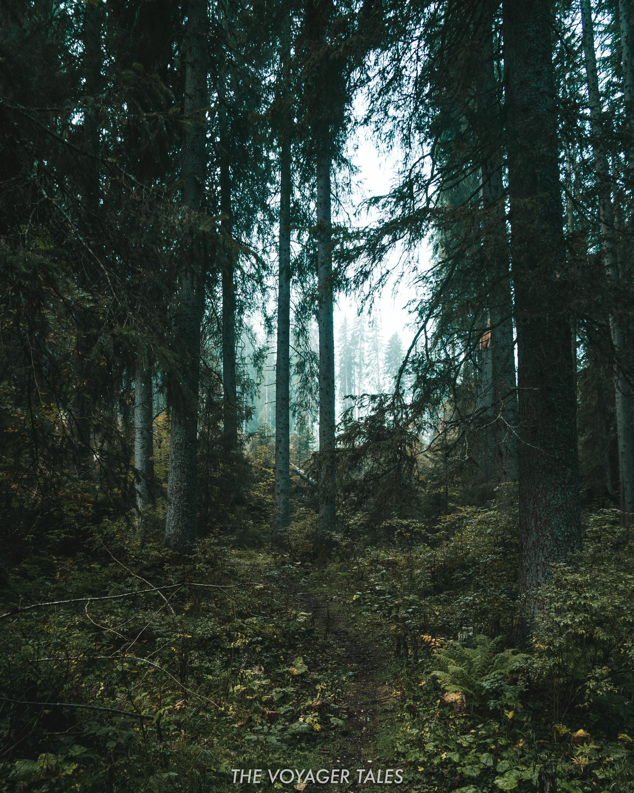 Alpine forest near Lago di Carezza