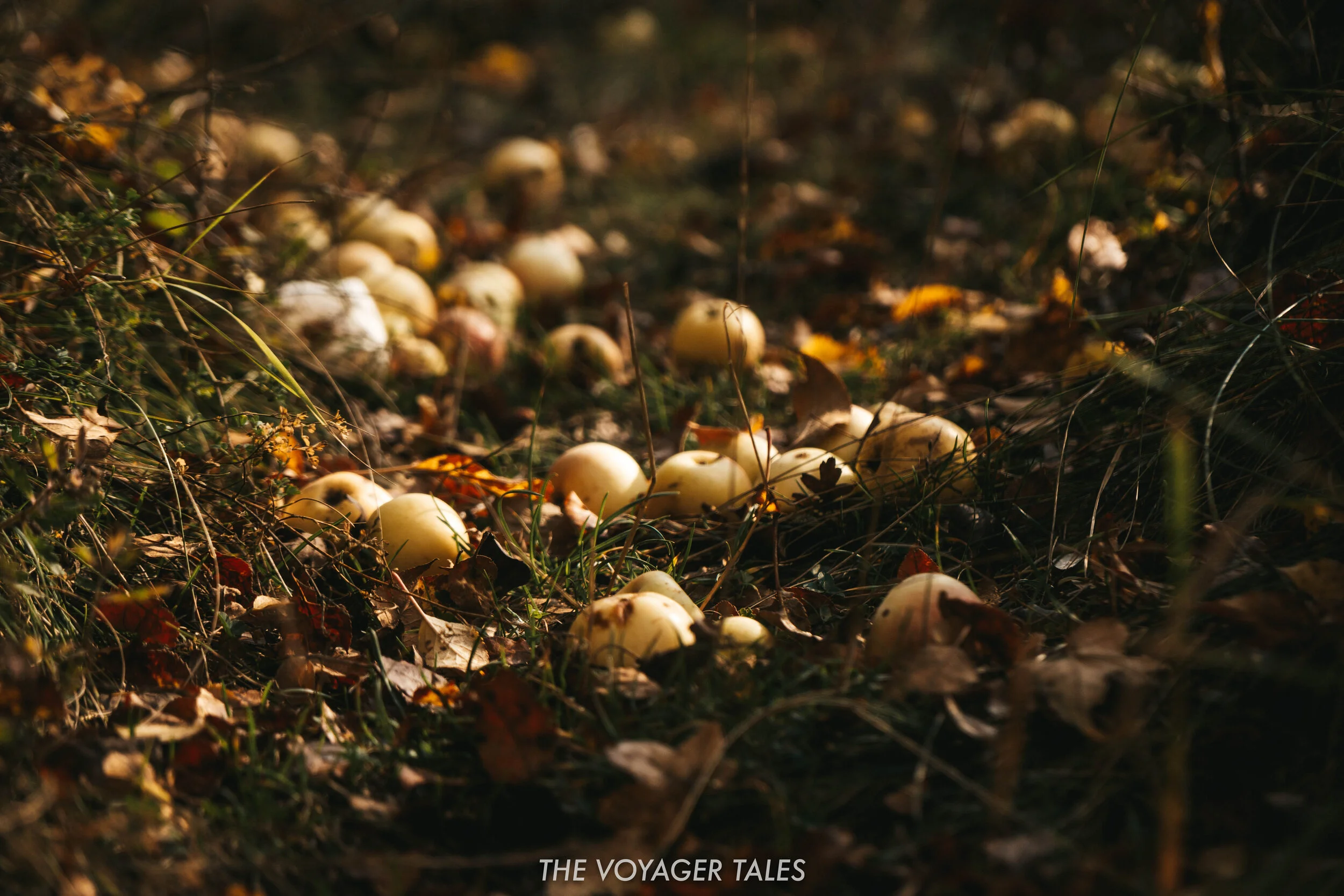 Wild Apples.jpg