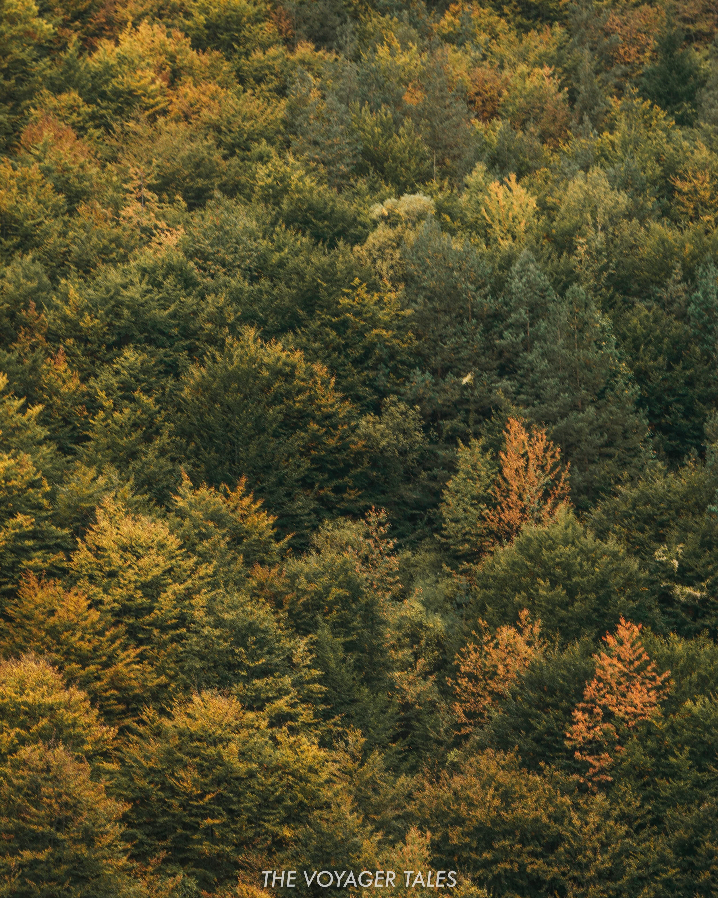 Autumn Colours.jpg
