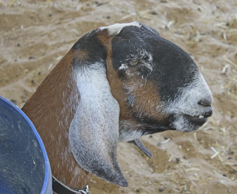 Michelle’s goats