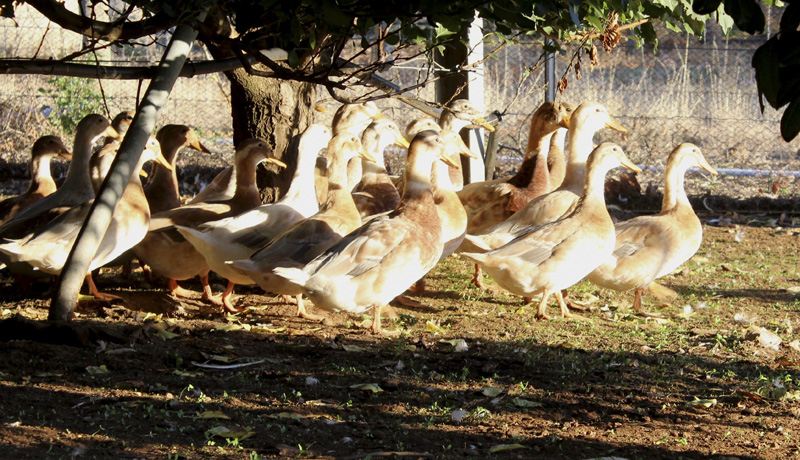 27f ducks eat insects fruit weeds.jpg