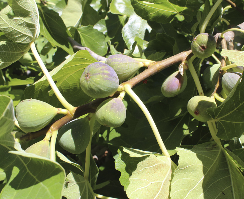 30g figs.jpg