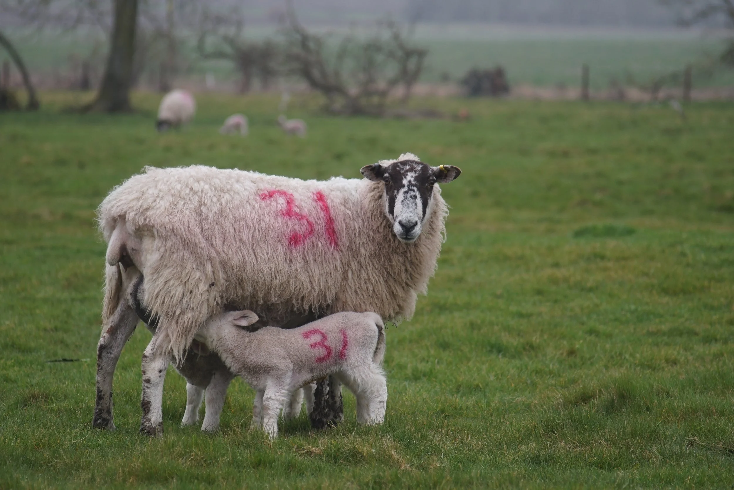 numbered sheep.jpg