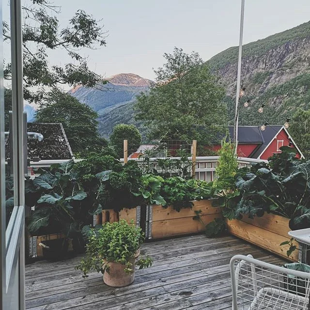 Lykke! Å komme hjem til en hage som har tatt over hele verandaen. Nå må jeg spise grønnkålsalat og drikke mynte-te til neste januar. En greie jeg er helt med på!