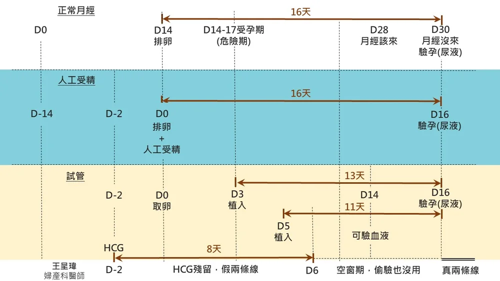 植入後準確的驗孕時間點 王呈瑋婦產科醫師