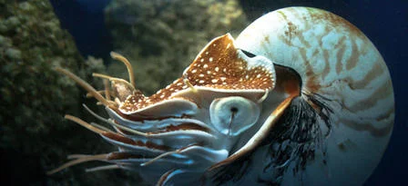 Image of a modern Nautilus , courtesy of T. B. Smith, from https://www.amnh.org/explore/news-blogs/on-exhibit-posts/fast-facts-nautilus .