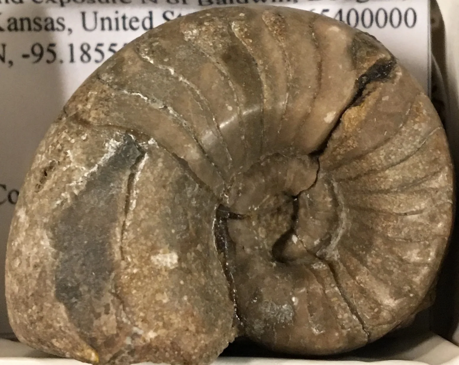 A complete specimen (from the KUMIP) of Metacoceras jacksonense , a nautiloid from the Pennsylvanian period of Kansas. Photo by Bruce S. Lieberman.