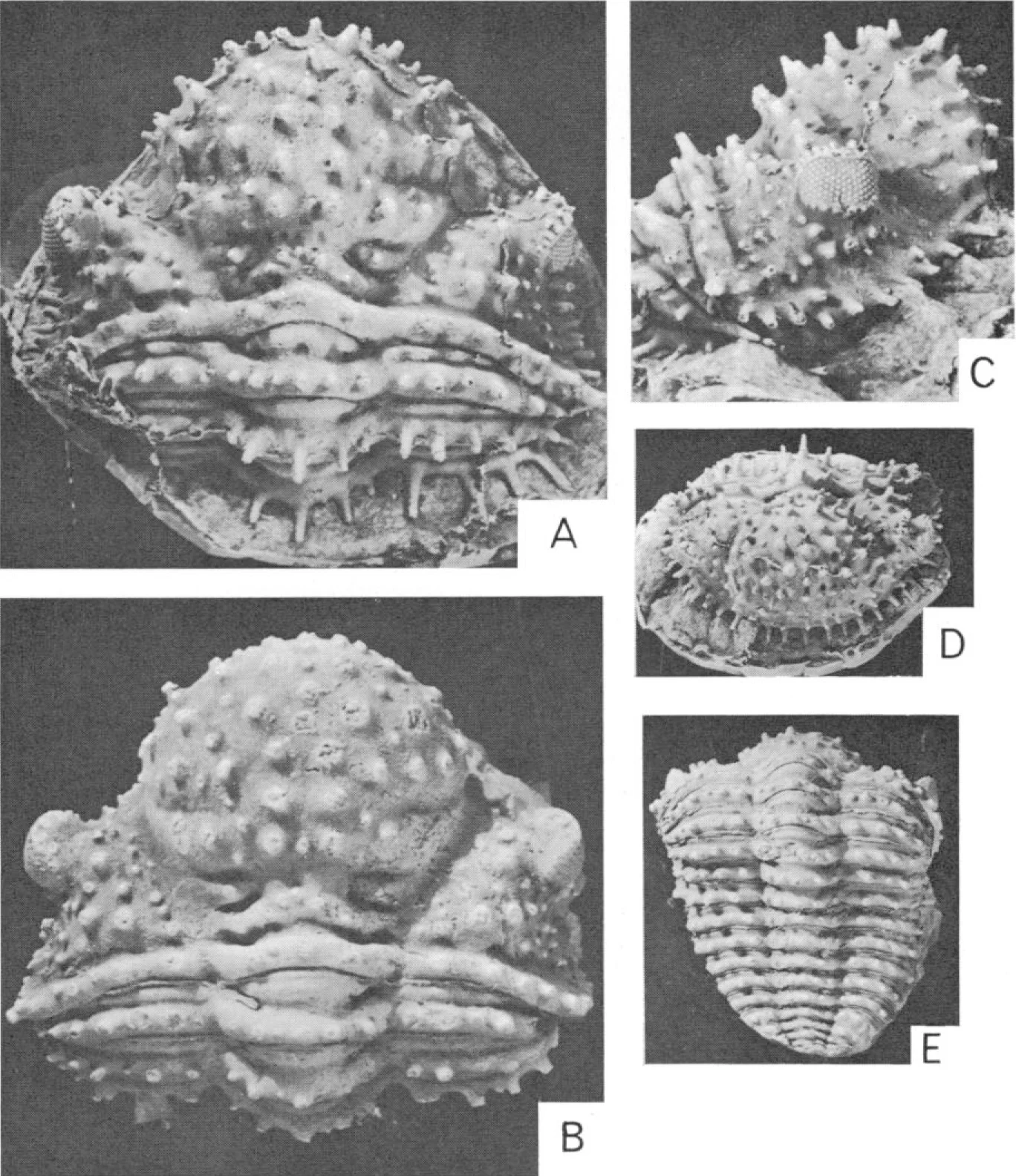 A latex cast of an external mold of a specimen of Bouleia dagincourti from the Devonian of Bolivia, in the collections of the American Museum of Natural History. Picture from N. Eldredge. 1972. Journal of Paleontology 46:140-151. Image copyright JSTOR and Society for Sedimentary Geology .