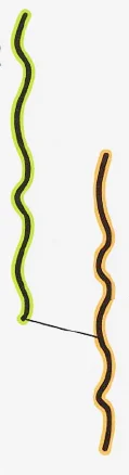 SpeciesMorph.jpg