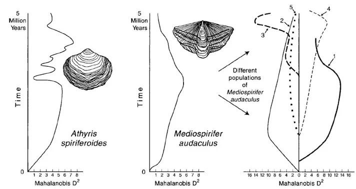 From Eldredge et al. 2005. Paleobiology 31:133-145. Copyright the Paleontological Society.