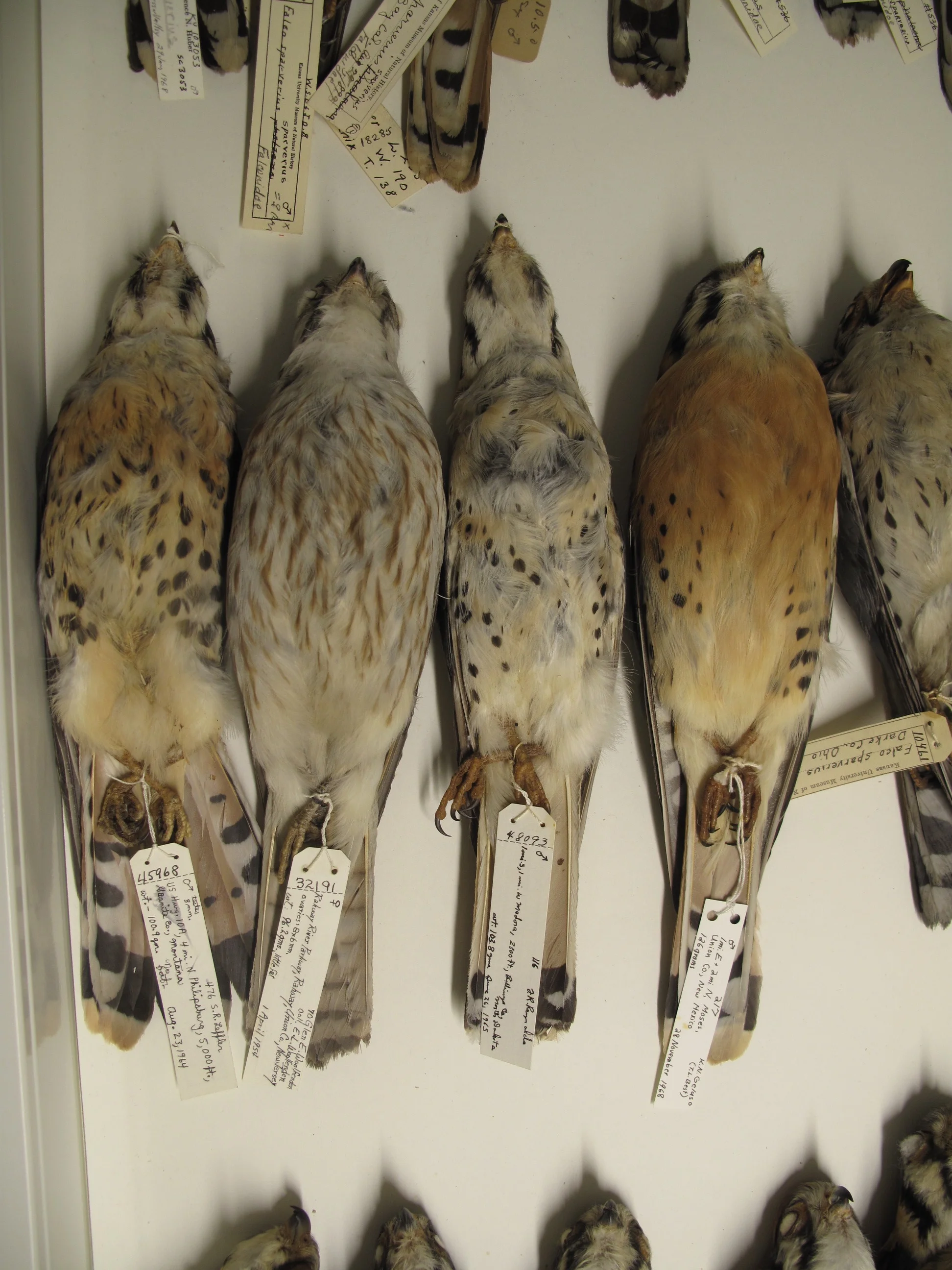 Specimens of the American Kestrel in the KU Biodiversity Institute, photograph by Mark Robbins.