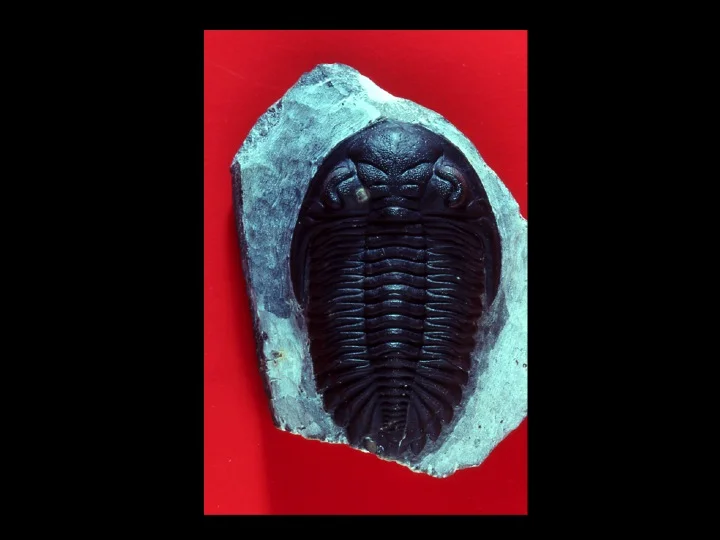 A Devonian trilobite in the collections of the American Museum of Natural History. Image by Andrew Modell.