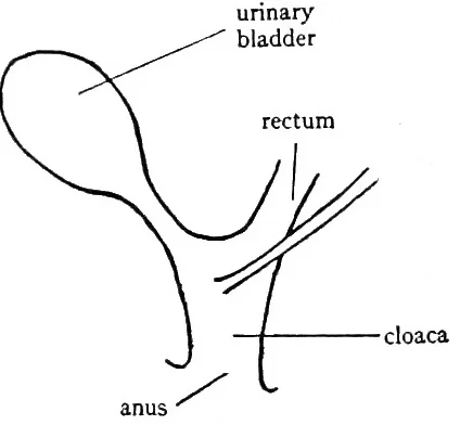 A diagram of the cloaca in the early embryonic stage in mammals, from a 1922 work by Libby Hyman https://commons.wikimedia.org/w/index.php?curid=43352578