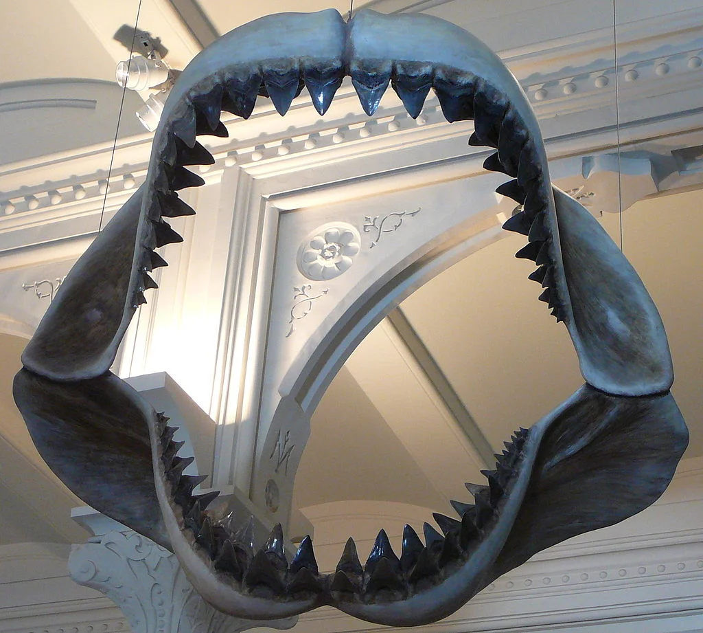 Model of Megalodon jaws on display at the American Museum of Natural History, from https://commons.wikimedia.org/wiki/File:Megalodon_shark_jaws_museum_of_natural_history_068.jpg