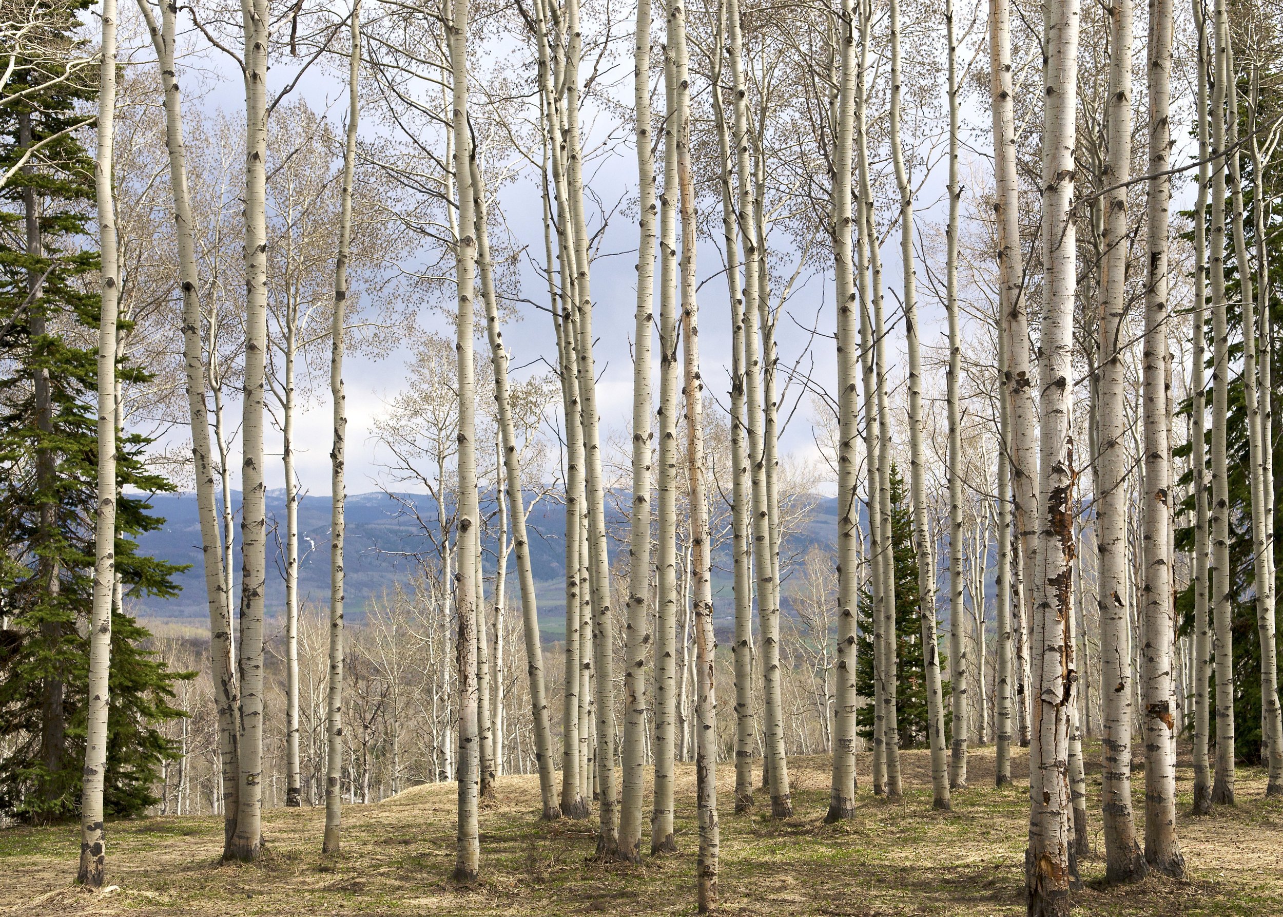 ASP-Postcard- - 9.jpeg