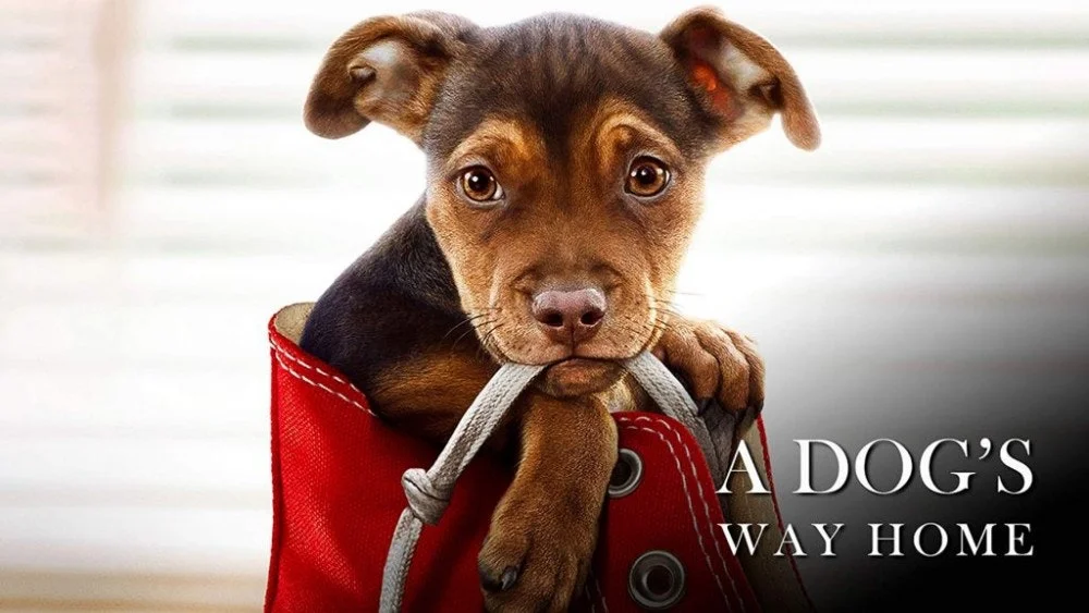 dogs-way-home.jpg
